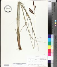 Carex glaucescens image