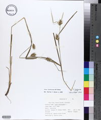 Carex lonchocarpa image