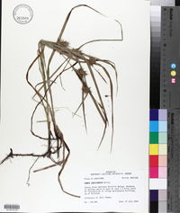 Carex louisianica image