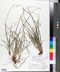 Carex nigromarginata image