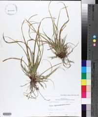 Carex nigromarginata image