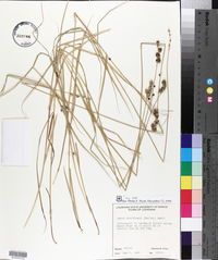 Carex reniformis image