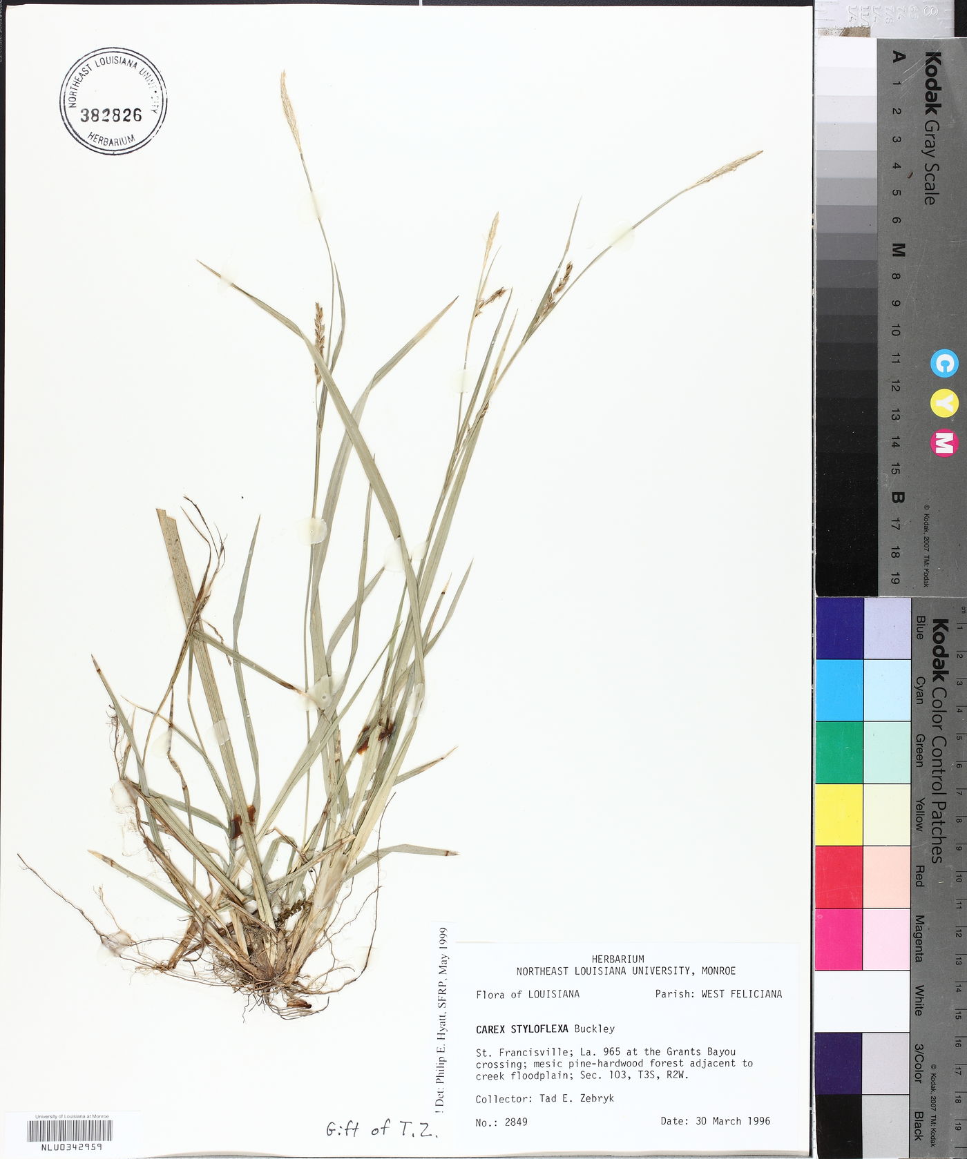 Carex styloflexa image