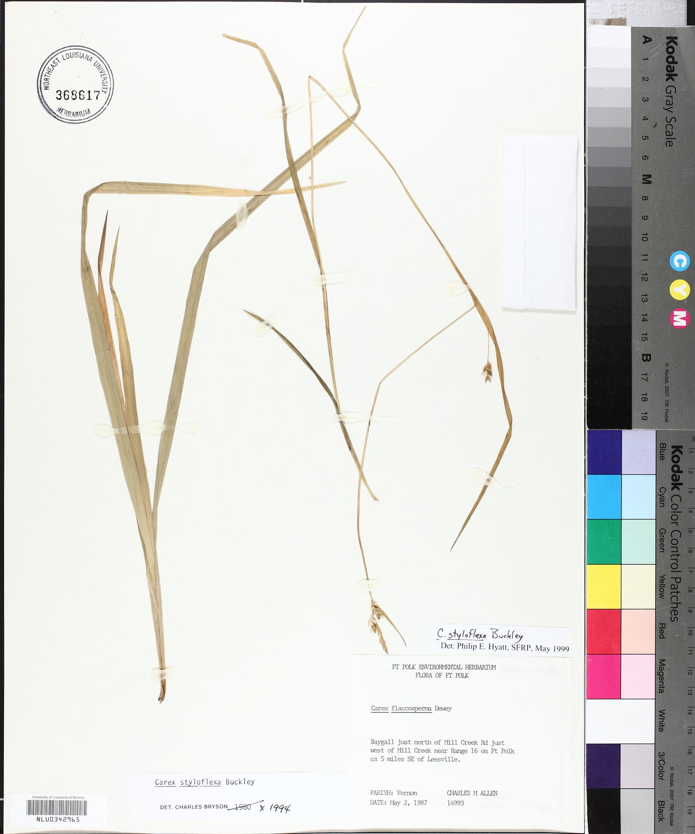 Carex styloflexa image