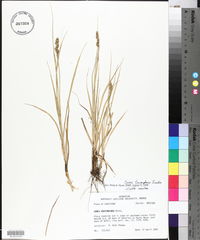 Carex triangularis image