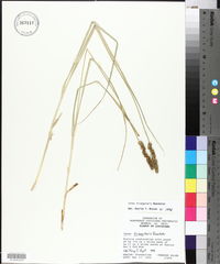 Carex triangularis image
