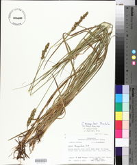 Carex triangularis image