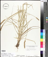Carex triangularis image