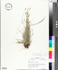 Carex texensis image