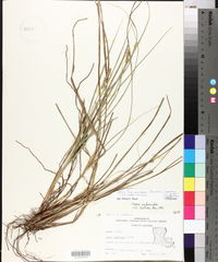 Carex triangularis image