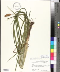 Carex typhina image