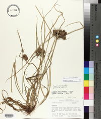 Cyperus pseudovegetus image