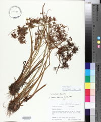 Cyperus haspan image