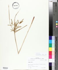 Cyperus iria image