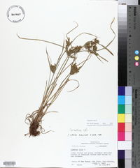 Cyperus iria image