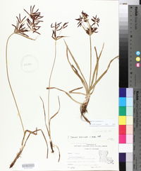 Cyperus rotundus image
