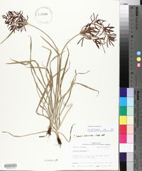 Cyperus rotundus image