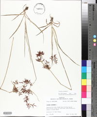 Cyperus rotundus image