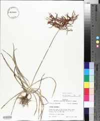 Cyperus rotundus image