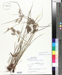 Cyperus thyrsiflorus image