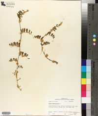 Vicia sativa subsp. nigra image