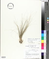 Eleocharis microcarpa image