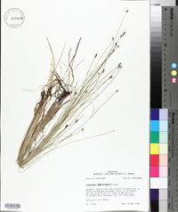 Eleocharis montevidensis image