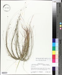 Eleocharis tenuis var. verrucosa image