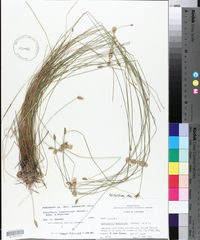 Eleocharis tuberculosa image