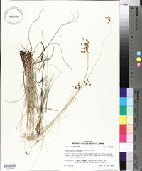 Fimbristylis castanea image