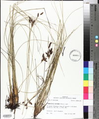 Fimbristylis castanea image