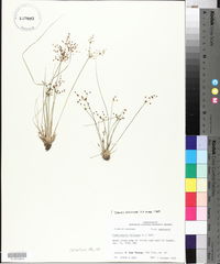 Fimbristylis miliacea image