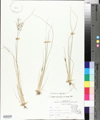 Fimbristylis miliacea image
