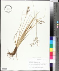 Fimbristylis miliacea image