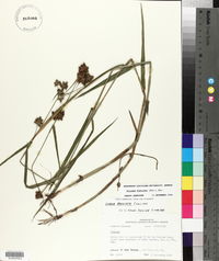 Fuirena breviseta image