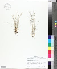 Isolepis carinata image