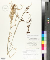 Rhynchospora glomerata image