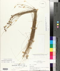Rhynchospora gracilenta image