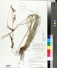 Rhynchospora inexpansa image