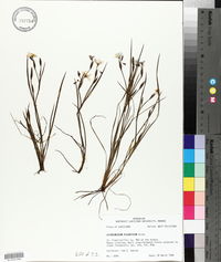 Sisyrinchium atlanticum image