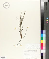 Sisyrinchium langloisii image