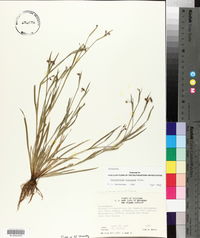 Sisyrinchium rosulatum image