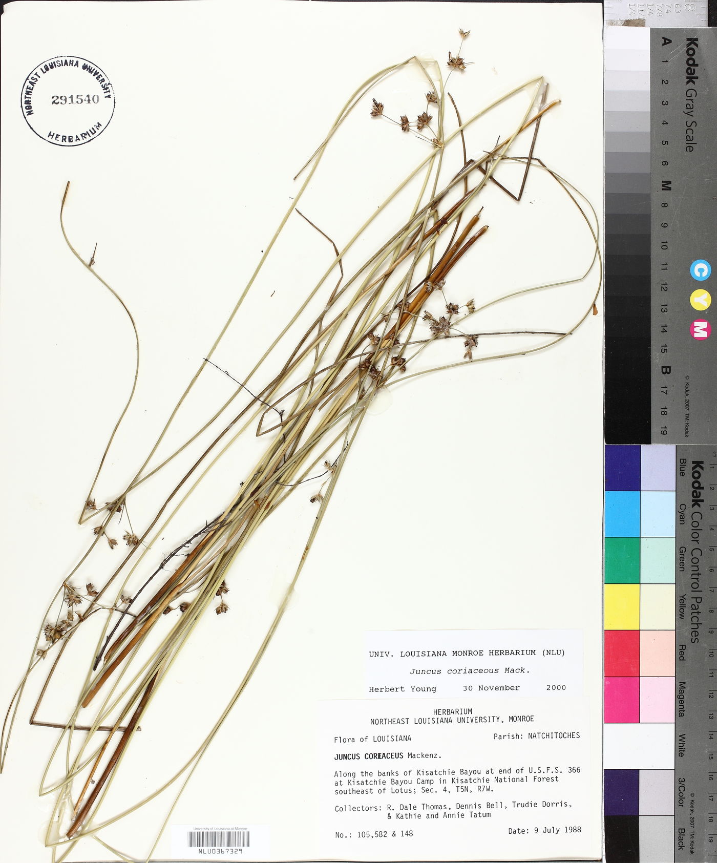 Juncus coriaceus image