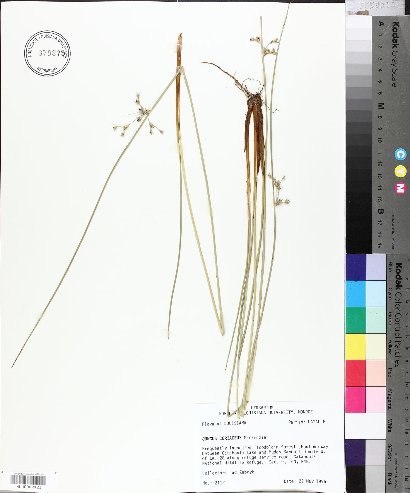 Juncus coriaceus image