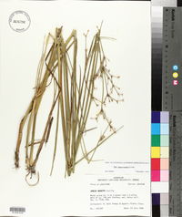 Juncus nodatus image