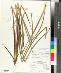 Juncus polycephalus image