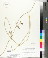 Juncus coriaceus image