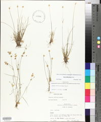 Juncus diffusissimus image