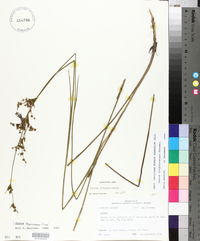 Juncus trigonocarpus image