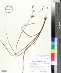 Juncus validus image